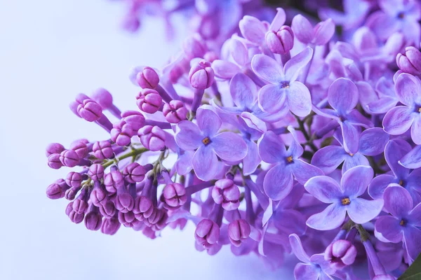 Lilac flowers close up — Stock Photo, Image