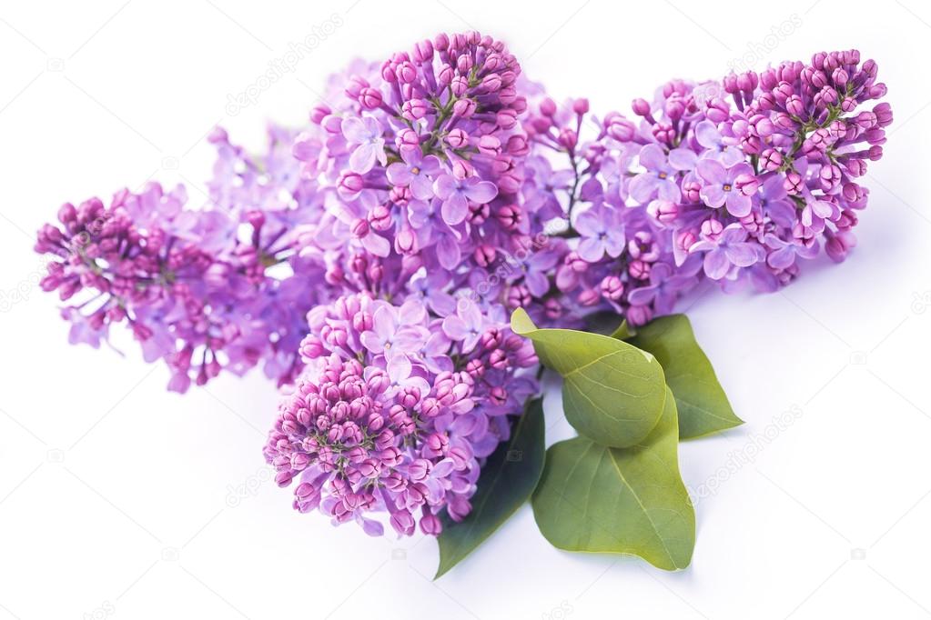 lilac flowers isolated on the white