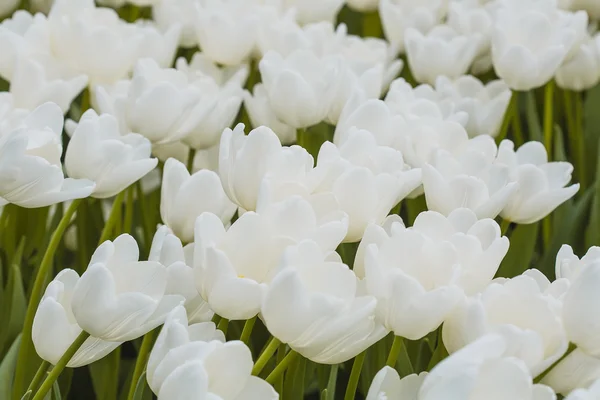 Белые цветущие тюльпаны в саду — стоковое фото