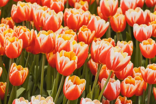 Orange tulips — Stock Photo, Image