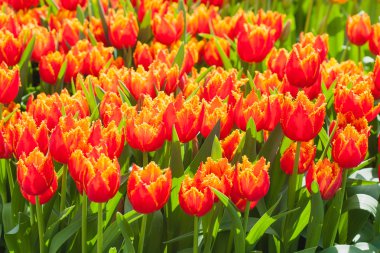 sıcak güneşin altında taze turuncu laleler