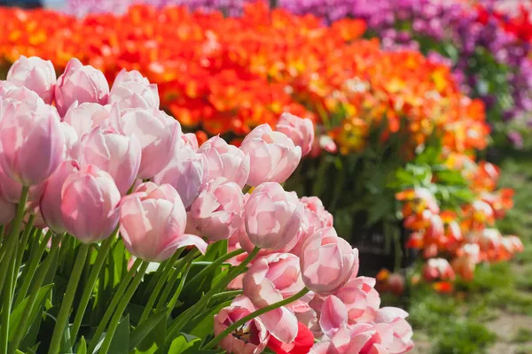 Beautiful tulips field in spring time — Stock Photo, Image