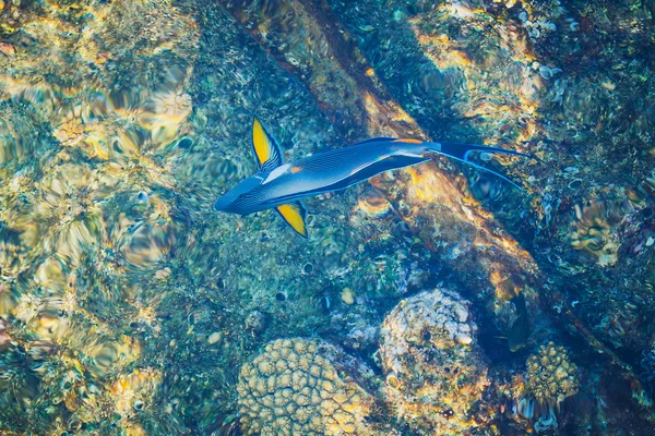 Blue parrotfish top view — Stock Photo, Image