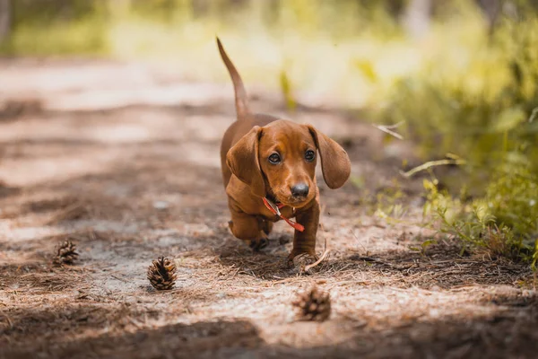 Salchicha roja caminando por el parque. lindo cachorro en el verano bosque fondo — Foto de Stock