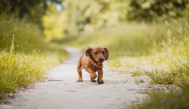 Kırmızı dachshund parkta yürüyor. Yaz ormanı arka planında sevimli bir köpek yavrusu