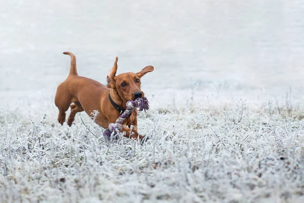 Red teckel marche dans le parc. chiot mignon sur le fond de prairie enneigée — Photo