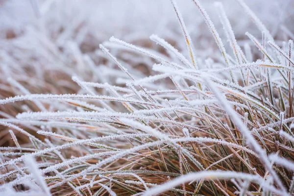 Heladas matutinas en la hierba. Fondo de invierno — Foto de Stock