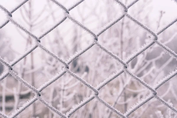 La helada en la rejilla metálica sobre el fondo invernal. — Foto de Stock