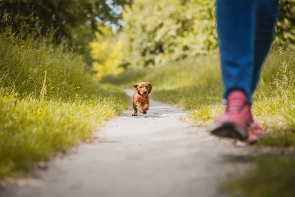 Salchicha roja caminando por el parque. lindo cachorro en el verano bosque fondo — Foto de Stock