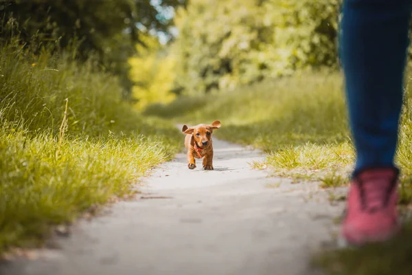 Red teckel marche dans le parc. chiot mignon sur le fond de la forêt d'été — Photo