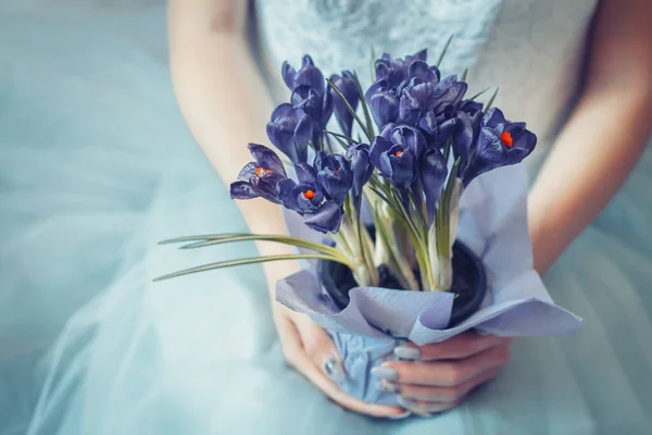 Krokusy v ruce nevěsty — Stock fotografie
