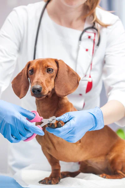 Clipping a dogs nails. Dog grooming. Girl cuts the dogs nails.