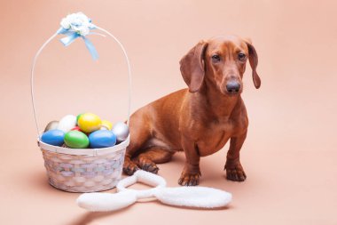 Beyaz tavşan kulakları ve renkli yumurtalarla bej bir arka planda komik bir dachshund. Paskalya konsepti, stüdyo fotoğrafı
