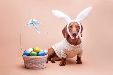 Beyaz tavşan kulakları ve renkli yumurtalarla bej bir arka planda örülü süveter giyen komik bir dachshund. Paskalya konsepti, stüdyo fotoğrafı