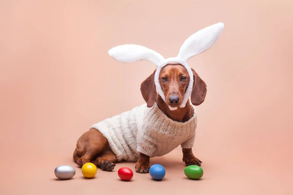 Legrační jezevčík v pleteném svetru na béžovém pozadí s bílými králičími ušima. Velikonoční koncept — Stock fotografie