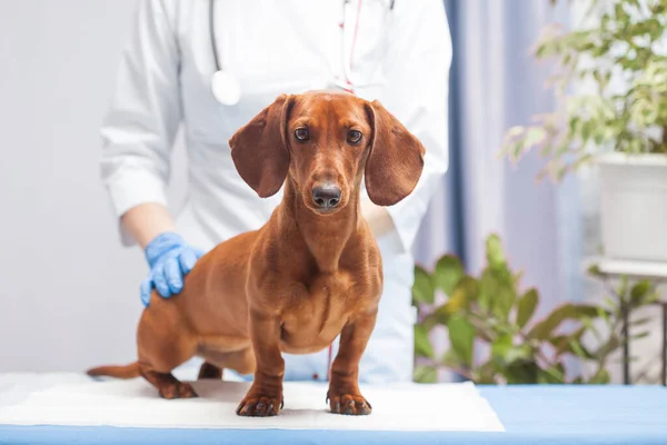 Female doctor examines a dachshund dog in a veterinary clinic. medicine for pets — Stock Photo, Image