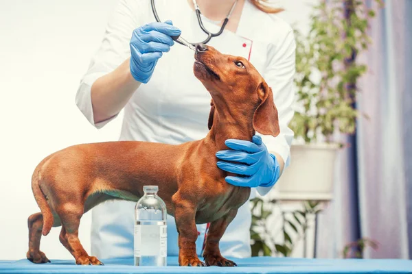 Female doctor vaccinates a dachshund dog in a veterinary clinic. medicine for pets — стоковое фото