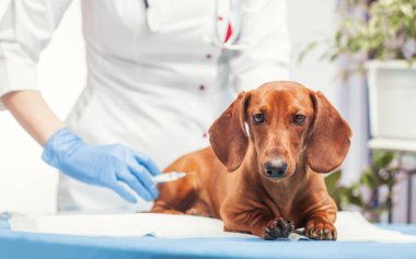 female doctor vaccinates a dachshund dog in a veterinary clinic. medicine for pets