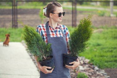 woman gardener prepares thuja seedlings for planting in the garden