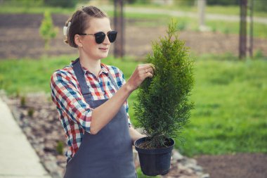 woman gardener prepares thuja seedlings for planting in the garden
