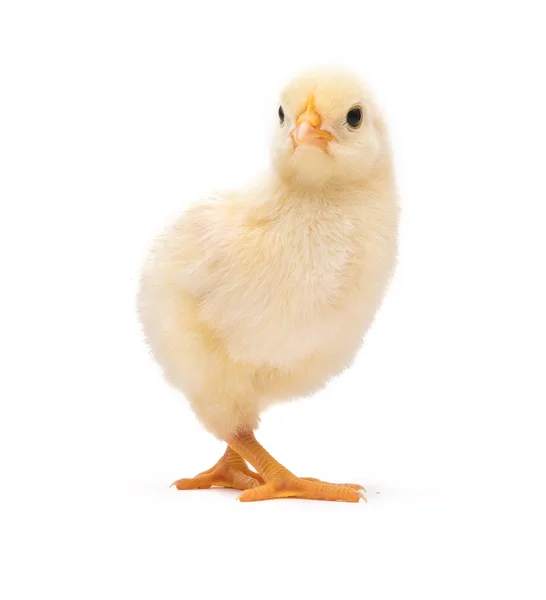Cute Little Chick Isolated White Background — Stock Photo, Image