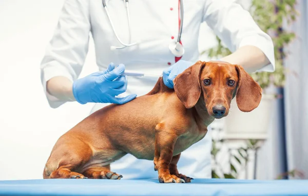 Ärztin Impft Dackelhund Tierklinik Medizin Für Haustiere — Stockfoto
