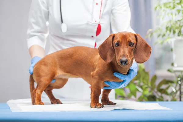 woman doctor examines a dachshund dog in a veterinary clinic. medicine for pets