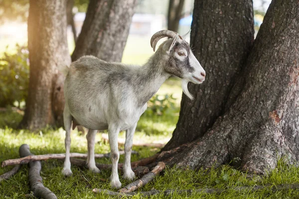 Domestic Goat Grazes Forest Country Farm Farm Animal Portrait — Foto de Stock