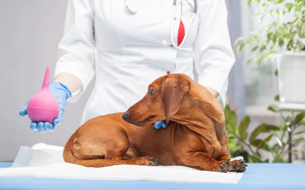 Woman Doctor Makes Enema Dachshund Dog Veterinary Clinic Medicine Pets — Stockfoto