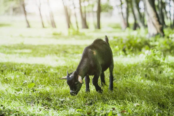 Domestic Goat Grazes Forest Country Farm Farm Animal Portrait — Foto Stock