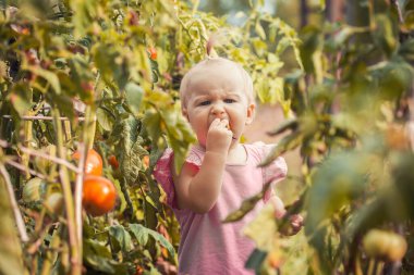 cute baby eating tomato in garden, carefree childhood