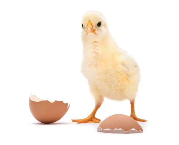 Cute Little Chick Egg Shell Isolated White Background — Stock Photo, Image