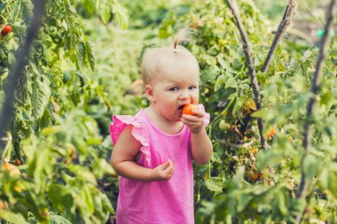 cute baby eating tomato in garden, carefree childhood