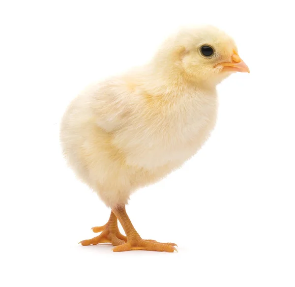 Cute Little Chick Isolated White Background — Stock Photo, Image