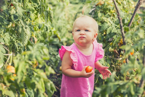 Cute Baby Eating Tomato Garden Carefree Childhood — Stok Foto