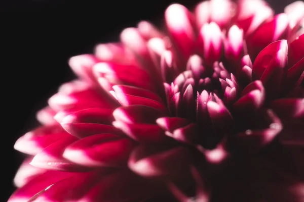 Fleur Dahlia Cerise Colorée Studio Macro Photograp — Photo