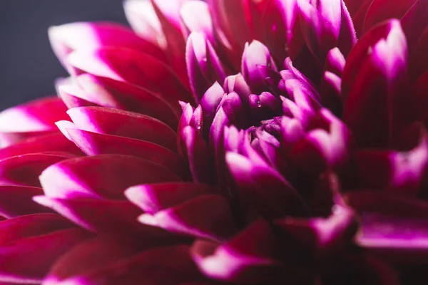 Fleur Dahlia Cerise Colorée Studio Macro Photograp — Photo