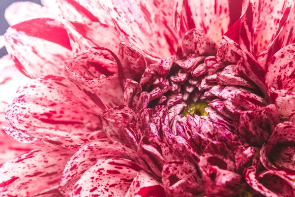 Close Shot Dahlia Full Bloom — Stock Photo, Image