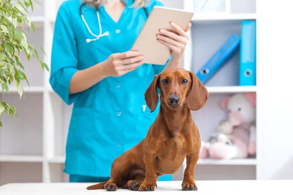 woman doctor examines a dachshund dog in a veterinary clinic. medicine for pets