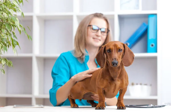 Médico Mulher Examina Cão Dachshund Uma Clínica Veterinária Medicamento Para — Fotografia de Stock