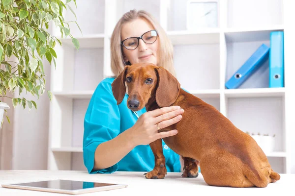 Médico Mulher Examina Cão Dachshund Uma Clínica Veterinária Medicamento Para — Fotografia de Stock