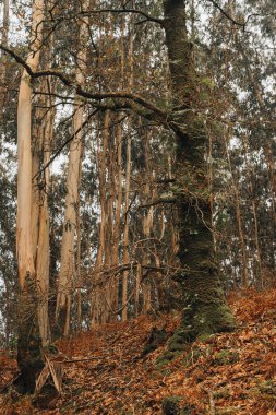 Okaliptüs ağacı Galiçya 'da istilacı türlerle çevrili.