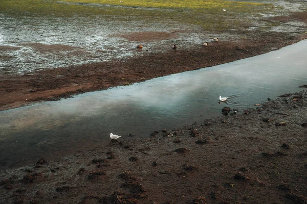 Humedales Con Río Algunas Aves Pantano —  Fotos de Stock