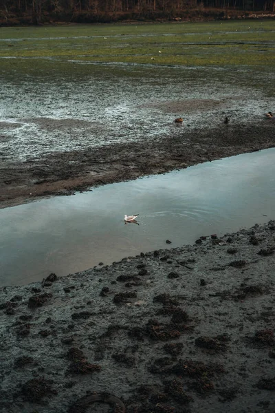 Wetlands Met Een Rivier Wat Vogels Een Moeras — Stockfoto