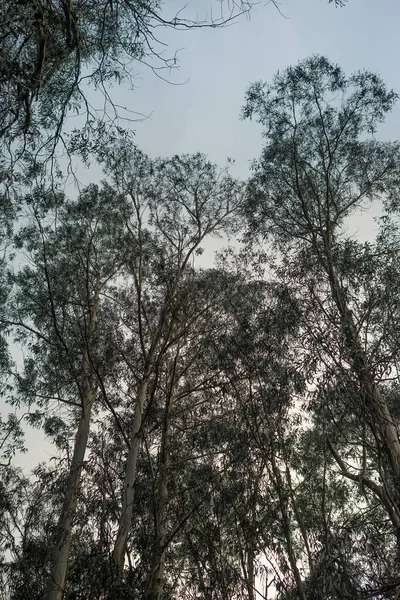 Alttan Gökyüzüne Karşı Okaliptüs Ağaçları — Stok fotoğraf