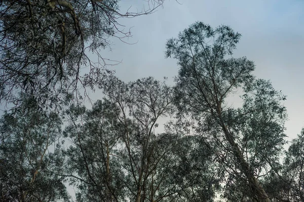 Евкаліптові Дерева Фоні Неба Знизу — стокове фото