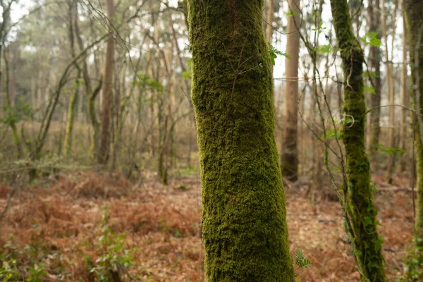 Detalj Ett Träd Täckt Mossa Urgammal Skog Galicien — Stockfoto