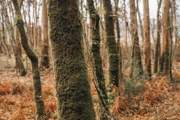 Detalj Några Träd Täckta Mossa Gammal Skog Galicien — Stockfoto