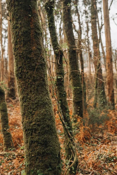 갈리시아의 삼림에서 이끼로 뒤덮인 나무들의 — 스톡 사진