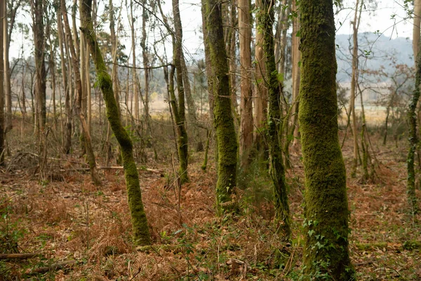 갈리시아에 나무와 양치류가 — 스톡 사진